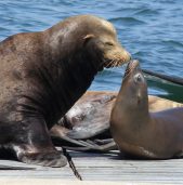 Daddy and Baby Sea Lion a