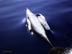 Dolphin Angel