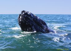 Gray Whale 2
